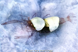 Mushroom coral shrimp
Hamopontonia corallicola by Jose Maria Abad Ortega 
